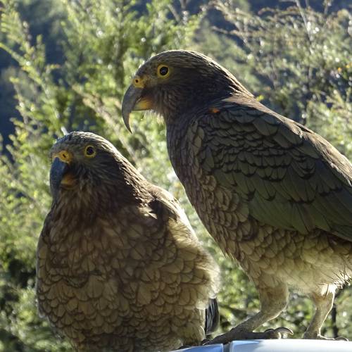 Probably a Male Adult kea