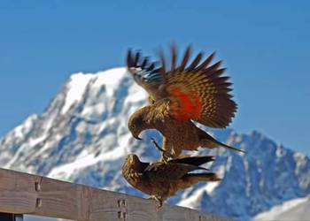 Probably a Male Adult kea