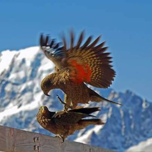 Probably a Male Adult kea