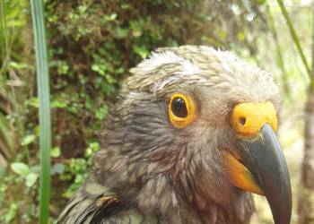 Probably a Male null kea