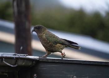 Probably a Female Adult kea