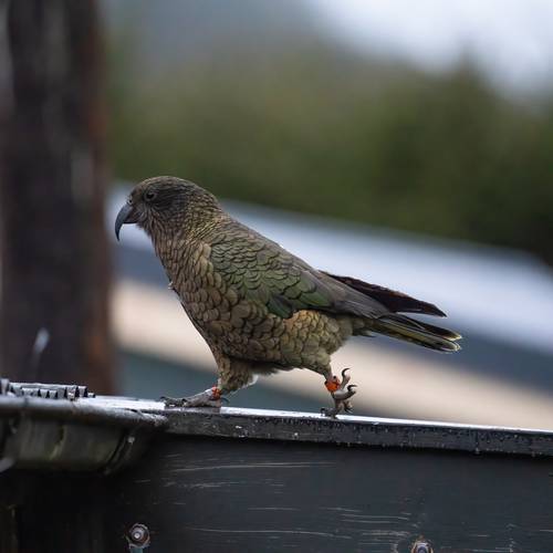 Probably a Female Adult kea