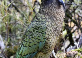 Probably a Male Adult kea