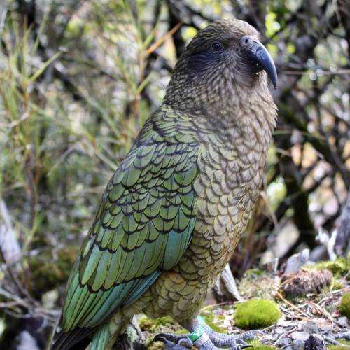 Probably a Male Adult kea