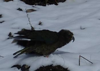 Probably a Male Adult kea