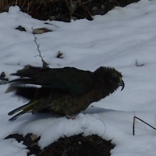 Probably a Male Adult kea