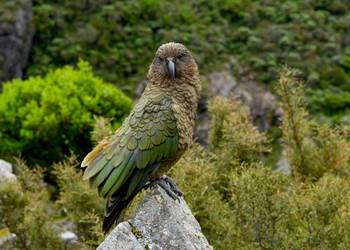 Probably a Female Adult kea