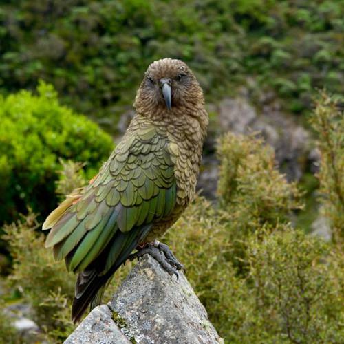 Probably a Female Adult kea