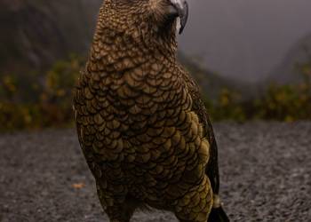 Probably a Male Adult kea