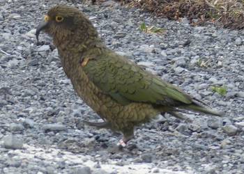 Probably a Male Adult kea