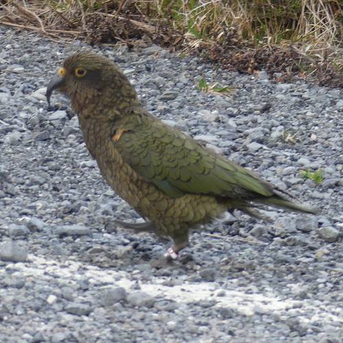 Probably a Male Adult kea