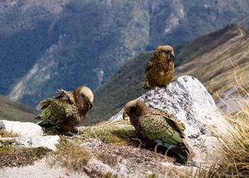 Probably a Female Adult kea