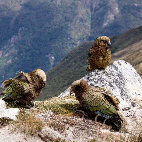 Probably a Female Adult kea