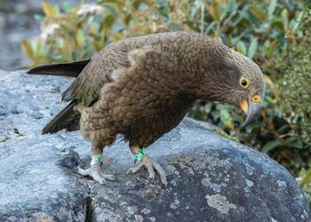 Probably a Male Adult kea