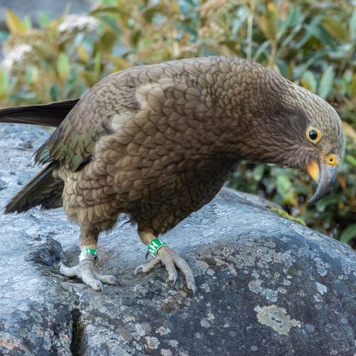 Probably a Male Adult kea