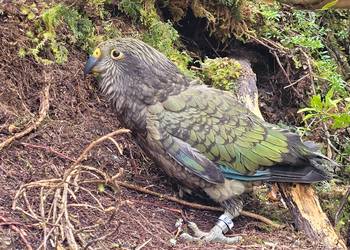 Probably a Female Juvenile kea