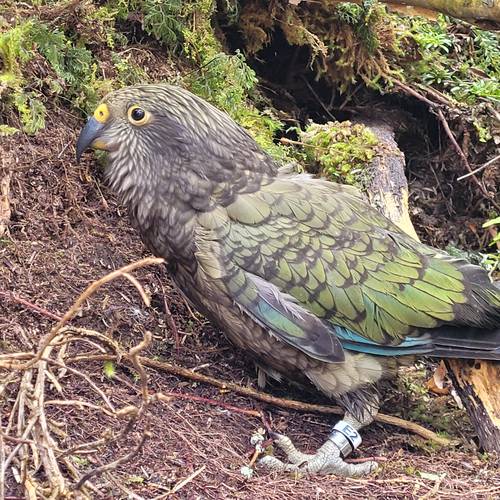 Probably a Female Juvenile kea