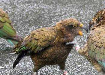 Probably a Female Adult kea