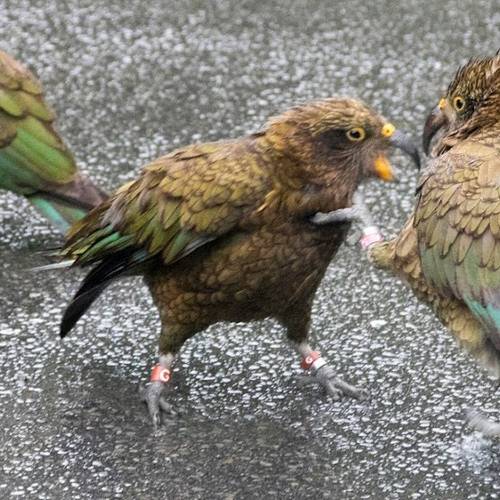 Probably a Female Adult kea