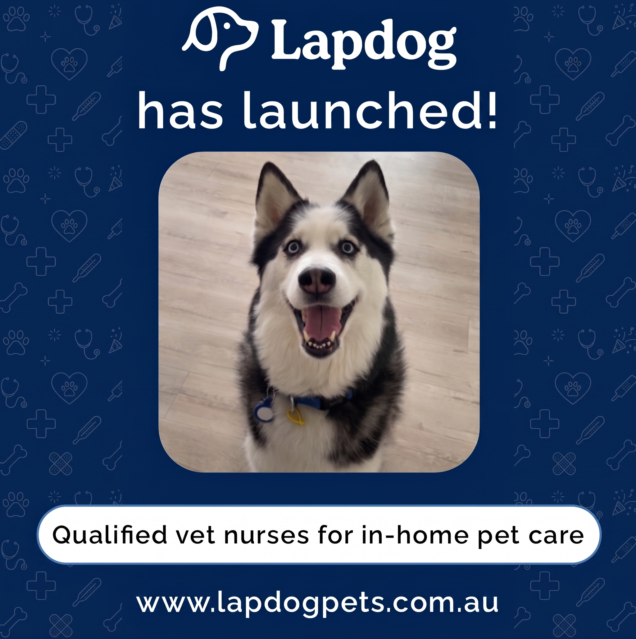 An image showing a happy siberian husky, with text explaining the business Lapdog offers qualified in-home pet car from vets and vet nurses.