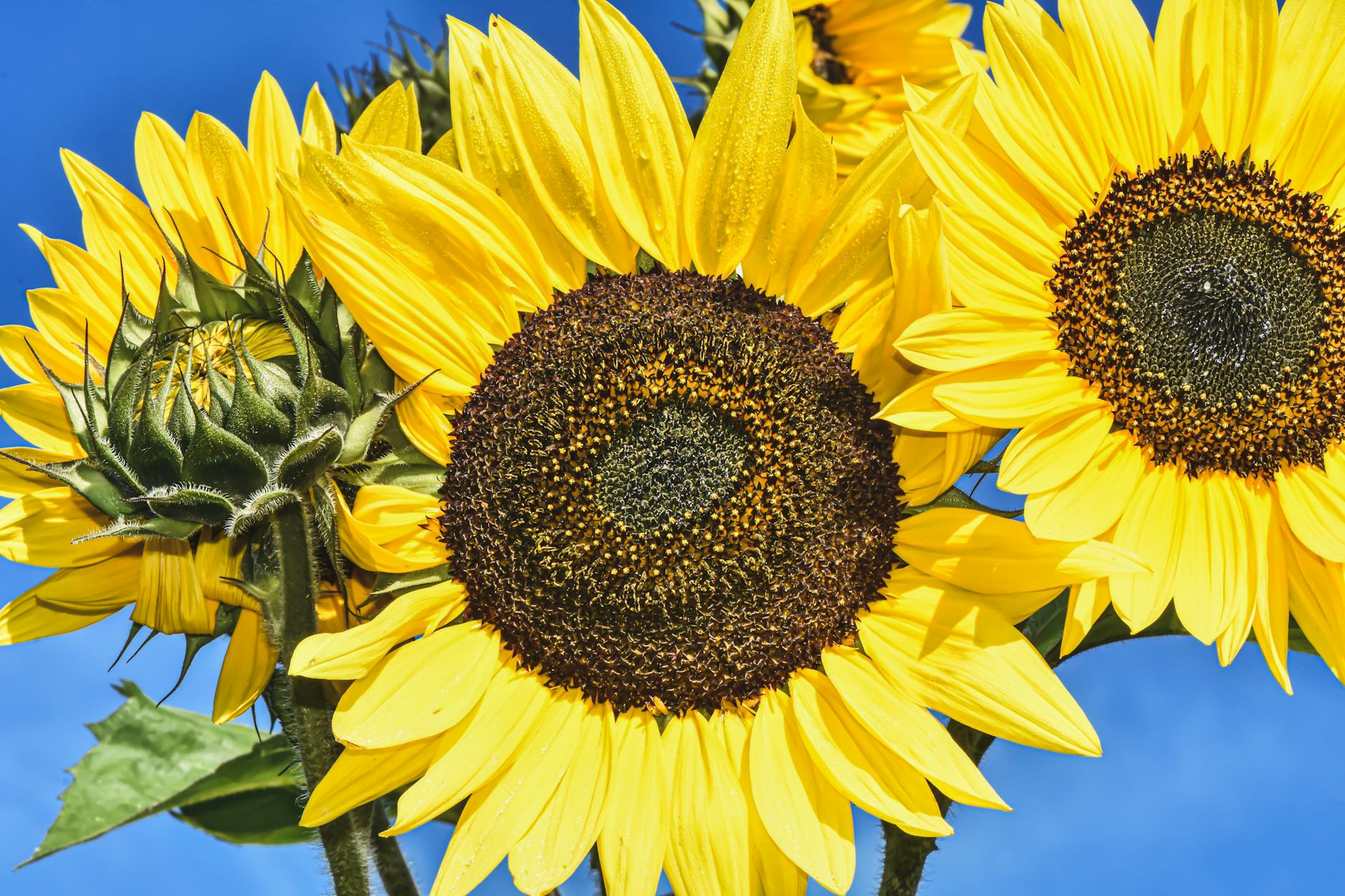 Hot Stuff: Thermal Energy Solar Wins!