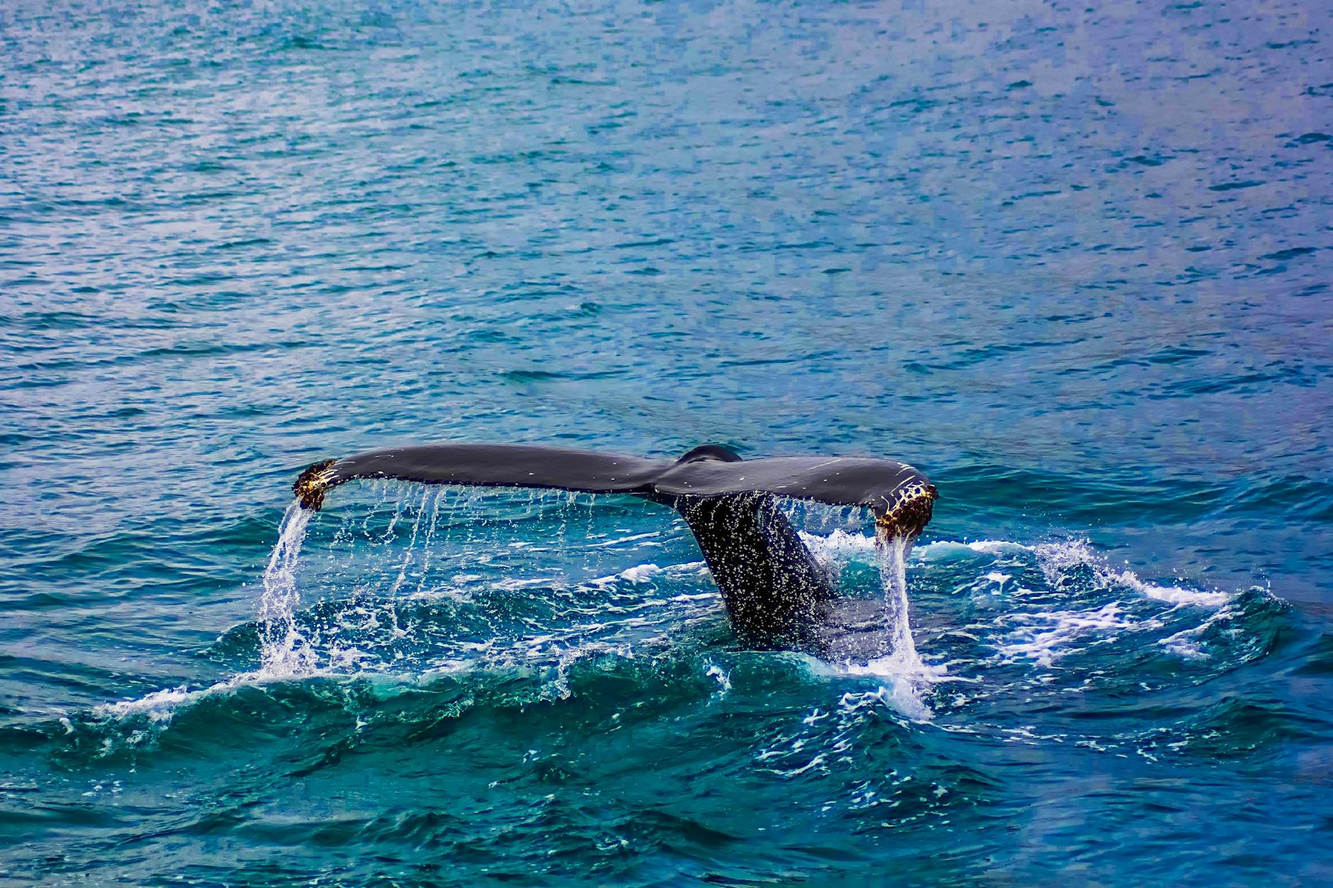 Shine On: Solar Energy Windows 101!