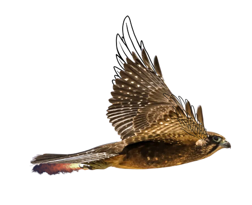 Falcon PNG