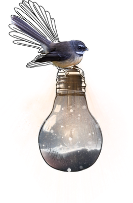fantail PNG