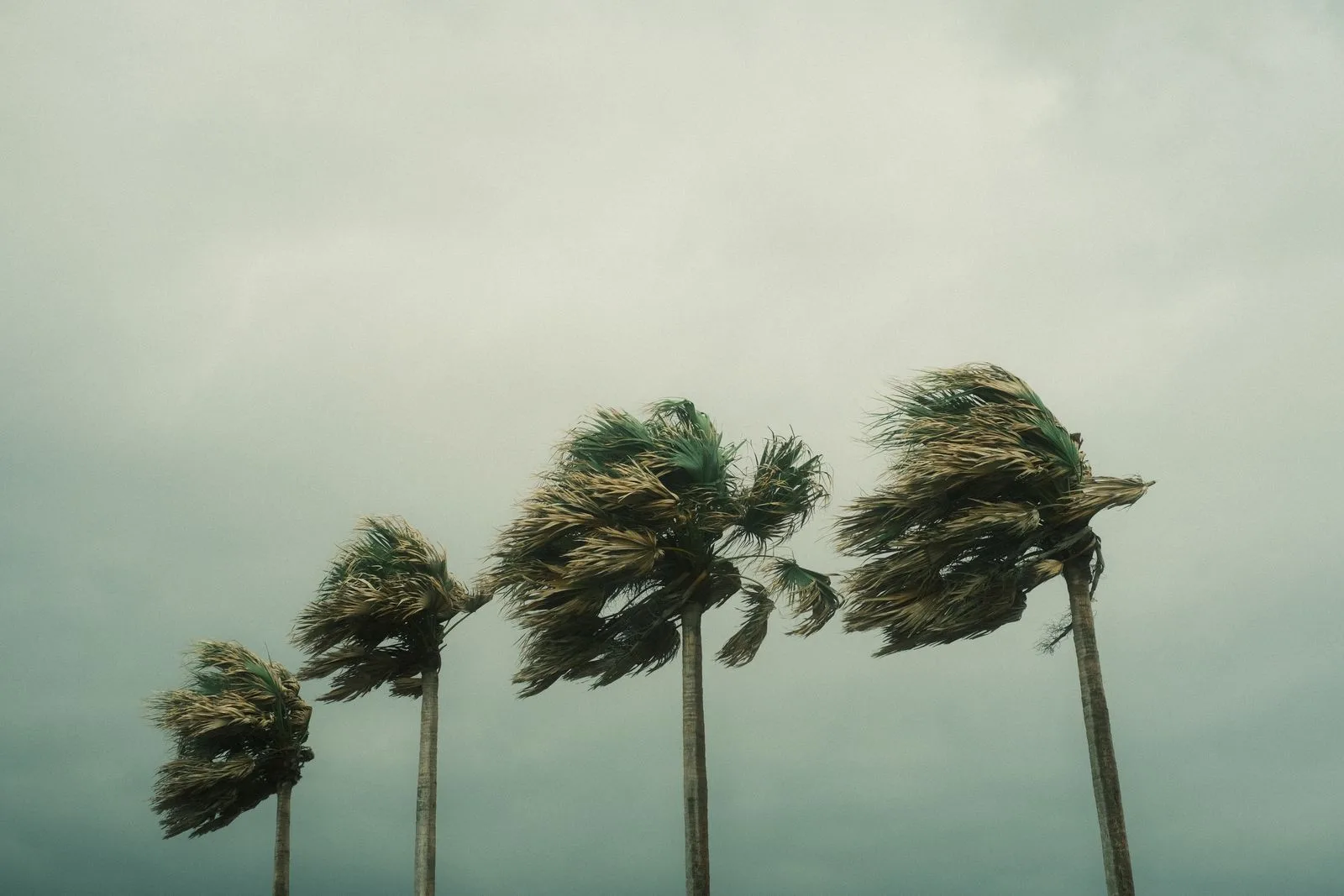 Palm trees bending in strong wind under a grey sky | Wedded Wonderland